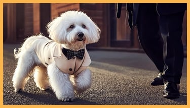 eleganter Pudelhund im Anzug, der auf dem Bürgersteig läuft