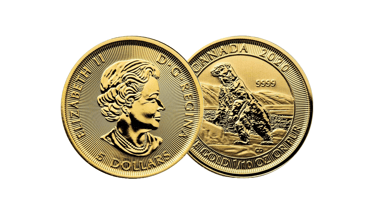 gold canadian polar bear coin