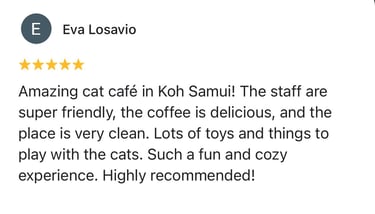 Five-star review praising friendly staff, tasty coffee and a very clean cat cafe