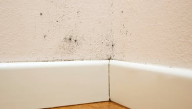 Wall with mold damage