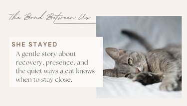 She Stayed Story Grey Tabby Cat