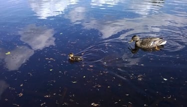 Ducks
