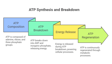 ATP synthesis & Breakdown