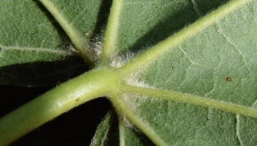close up of leaf with hairs within veins