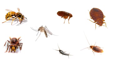 les insectes nuisibles