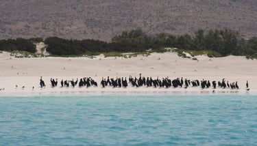 Socotra cormorant bird in shaop beach
