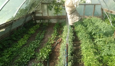 rows of plants in a greenhouse