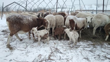 a herd of sheep grazing in a snow covered field