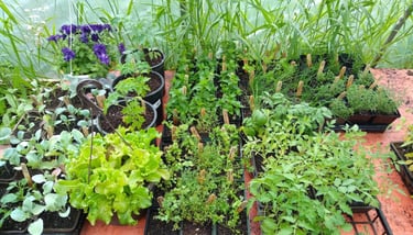 seedlings of greens, herbs, and flowers to transplant