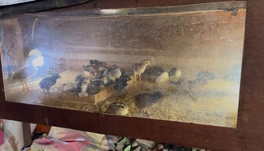 Foto Tempat Day Old Chicken