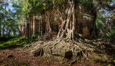 Roots in Koh Ker temples. Cambodia