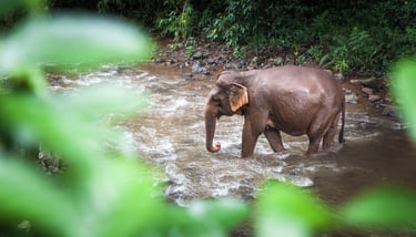 Mondulkiri Elephants. Cambodia