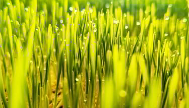 Vibrant green blades of grass with morning dew drops glistening in soft sunlight.