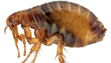 Flea parasite image, pest identification Dorval