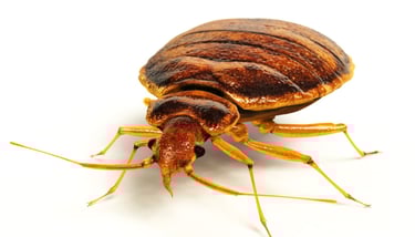 Close-up of bedbug, pest identification guide in Dorval
