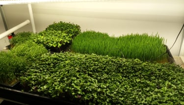 a picture of Early Greens microgreens nursery bed