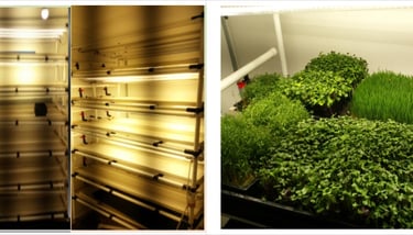 Indoor vertical farming setup featuring hydroponic trays with microgreens and wheatgrass under LED grow lights.