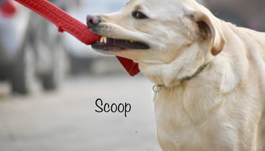 Dog Boarding, Dog Boarding near me, Pet Boarding, Pet Boarding near me, Dog Care, Happy Pettings