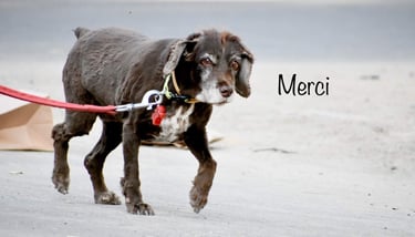 Dog Boarding, Dog Boarding near me, Pet Boarding, Pet Boarding near me, Dog Care, Happy Pettings