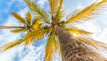 a palm tree with a blue sky and clouds in Zanzibar