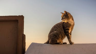 a cat sitting on a ledge of a building