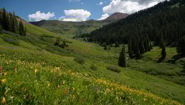West Maroon Valley and wildflowers in summer morning sunlight