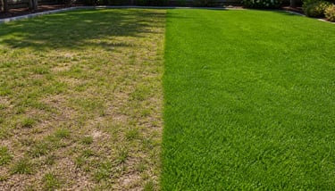 Grass over-seeding in south Calgary by MacLawns