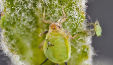 Green aphid close up
