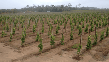 Plantação usando tocos de eucalipto tratado - imader