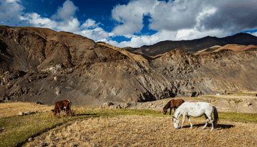 ladakh horses