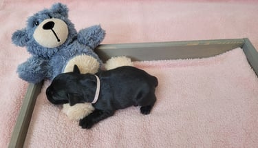 Bébés Schnauzers miniatures naissance