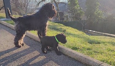 Maman et son chiot Schnauzer miniature noir