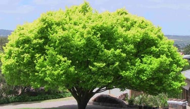 perfect umbrageous canopy form of gloden elm