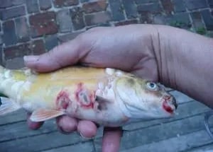 Physical Injuriries in Fish