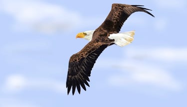 Eagle soaring