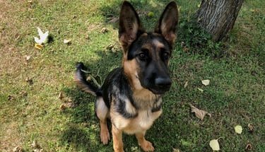 Un adorable chiot berger allemand, dans la nature pendant un cours d'éducation chiot