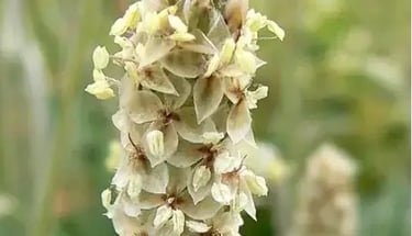Psyllium husk, a natural fiber for digestive health