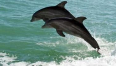 Best dolphin tours on Anna Maria Island 