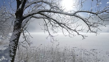 ALT entretien des arbres