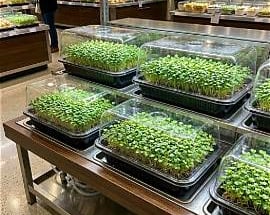 Fresh organic microgreens growing in trays under clear covers at a grocery store salad bar.