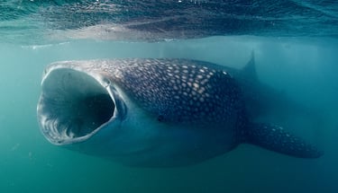 requin baleine qui ouvre grand la gueule pour manger