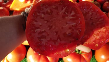a person holding a tomato tomato seeding tomato tomato