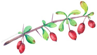 vibrant colour twig with red berries pictureup