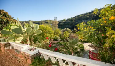 a view of a garden with a cactus plant in the foreground