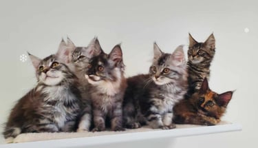 chaton maine coon