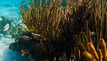 a fish swimming in the ocean with a fish