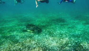 a group of people swimming in the ocean