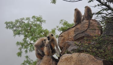 the walk up to the monkeys on the walk up the Savitri Devi temple, Pushkar , Rajasthan, India