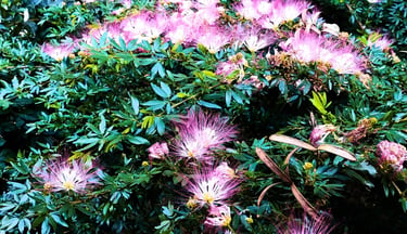 On a Bobinsana shrub with dense green leaves, pink flowers bloom.