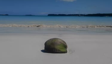 a coconut fruit on the beach with a blue sky